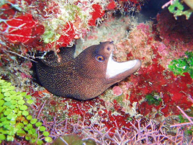 goldspotted eel 2